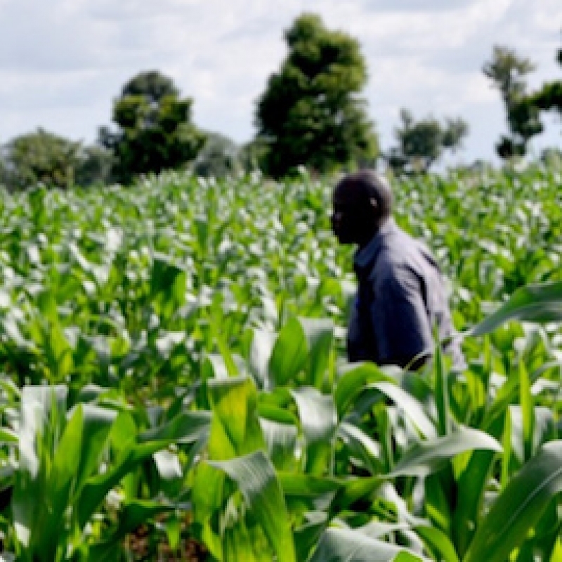 For improvement in business and income in agriculture products